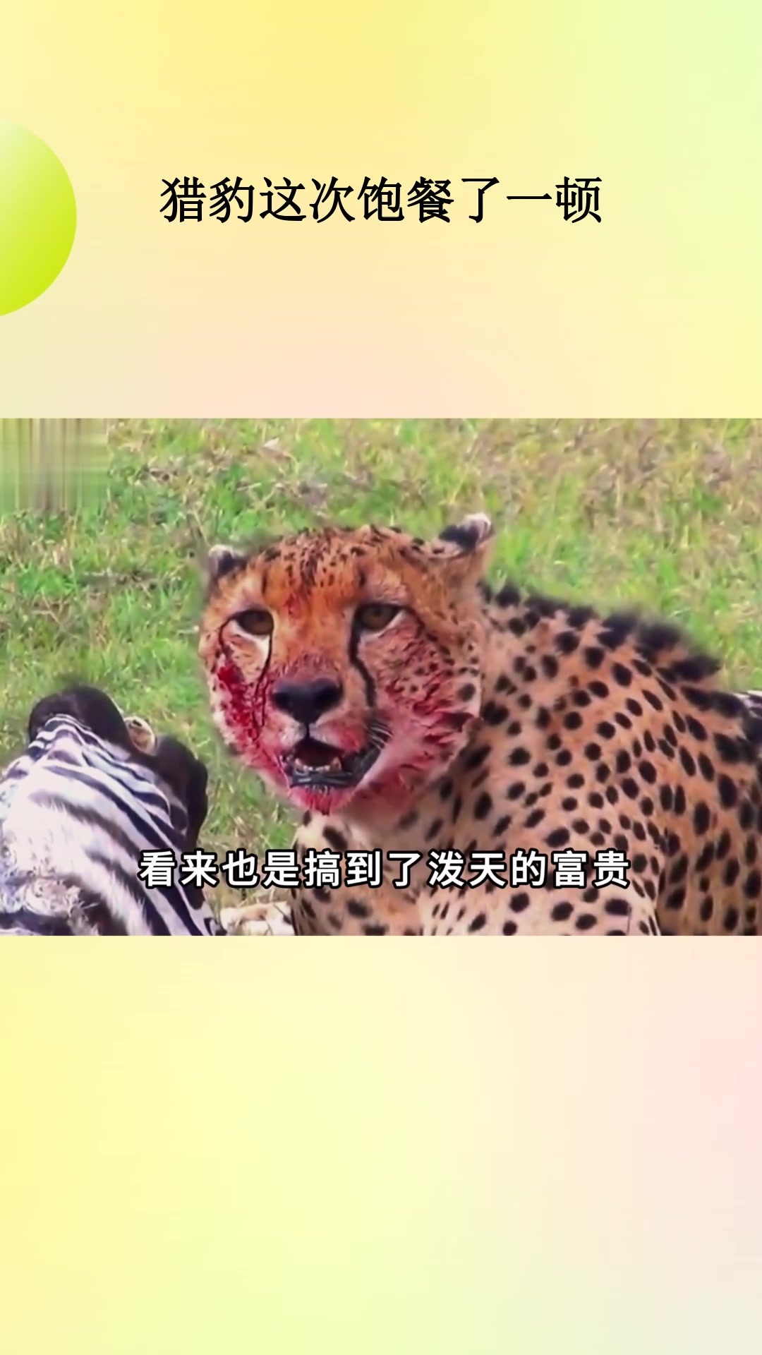 详细阅读:骗子猎豹(开挂猎豹下载手机版) 骗子猎豹(开挂猎豹下载手机版)
